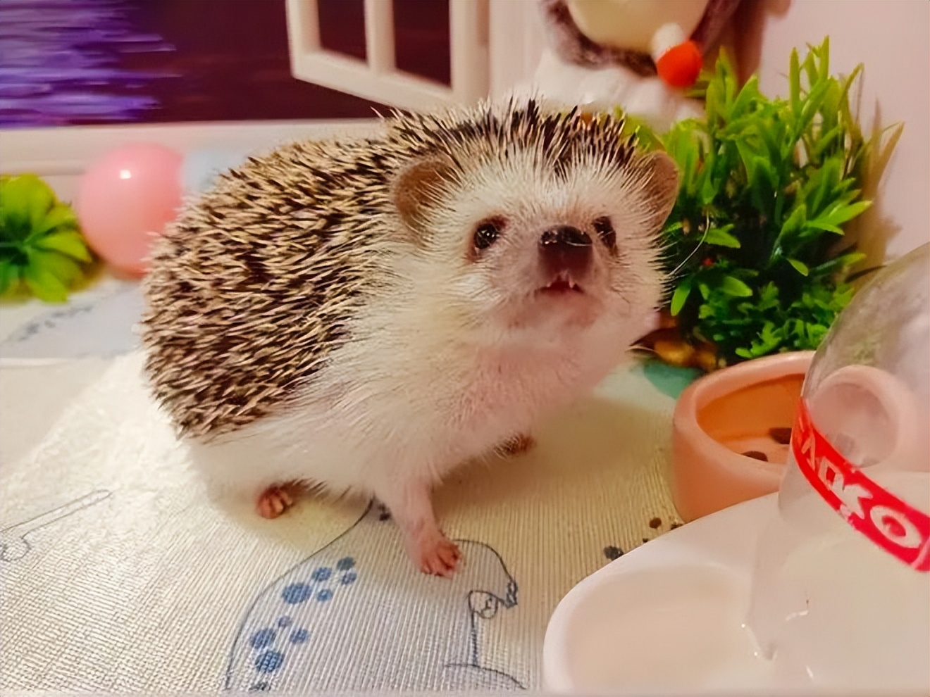 10种奇特的宠物,最有灵性的五种宠物你最想养哪个