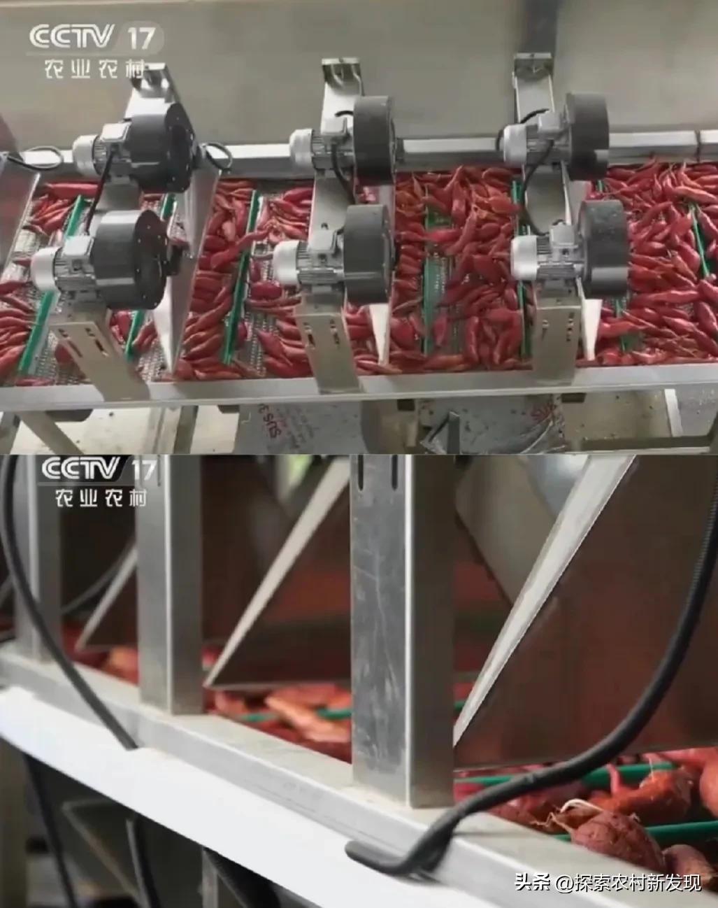 农业种植技术知识大全红薯,红薯种植致富机器