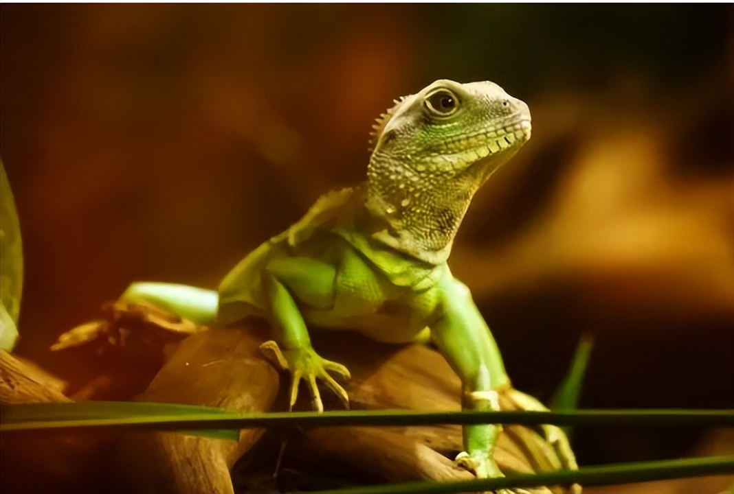 怎样才能彻底杀死蟑螂小强,怎么消灭小强蟑螂最有效