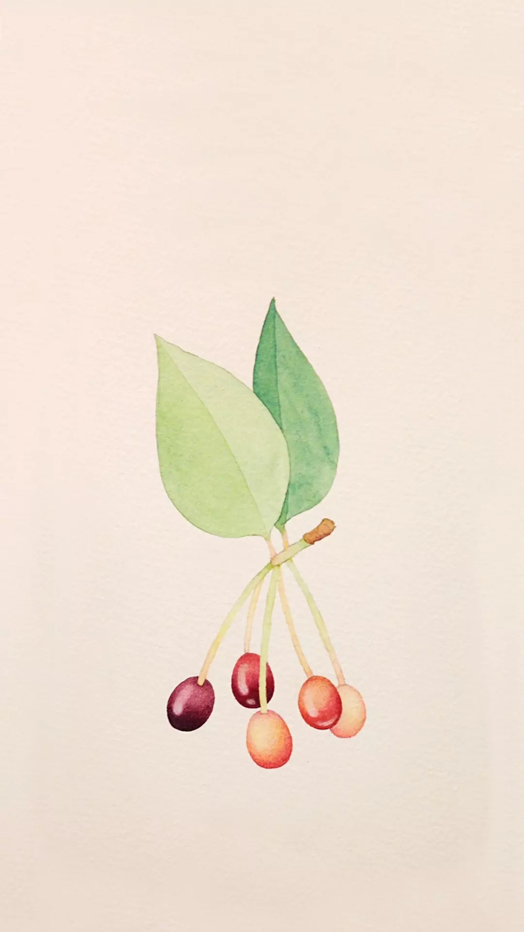 浅色壁纸高清图片花,超仙闺蜜壁纸动漫紫色和粉色