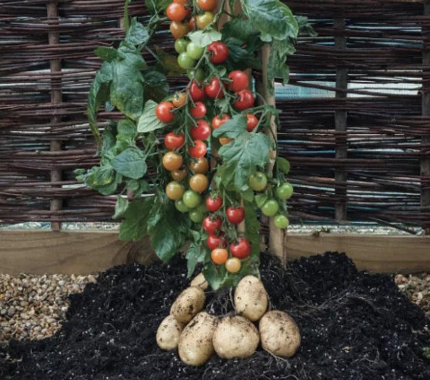 知耕快报｜作物基因组设计育种工具箱；Calyxt植物合成生物学方案