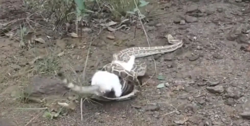 为了拯救动物我们可以做什么,为了拯救小动物牺牲自我