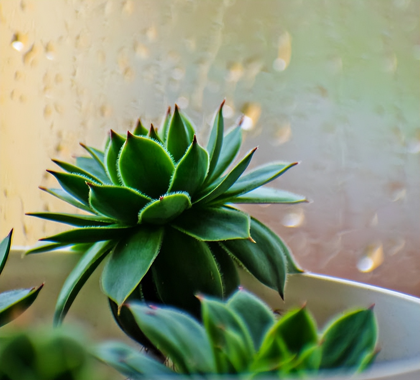 高温养兰注意事项,高温多肉怎么养