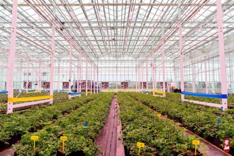 崇明花海,鲜花盛开的岛屿崇明岛