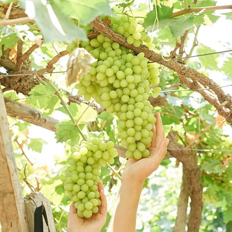 盘点十大新疆的特产,大新疆有啥特产