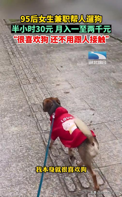 95后女生兼职帮人遛狗月入上千,95后女生兼职帮人遛狗