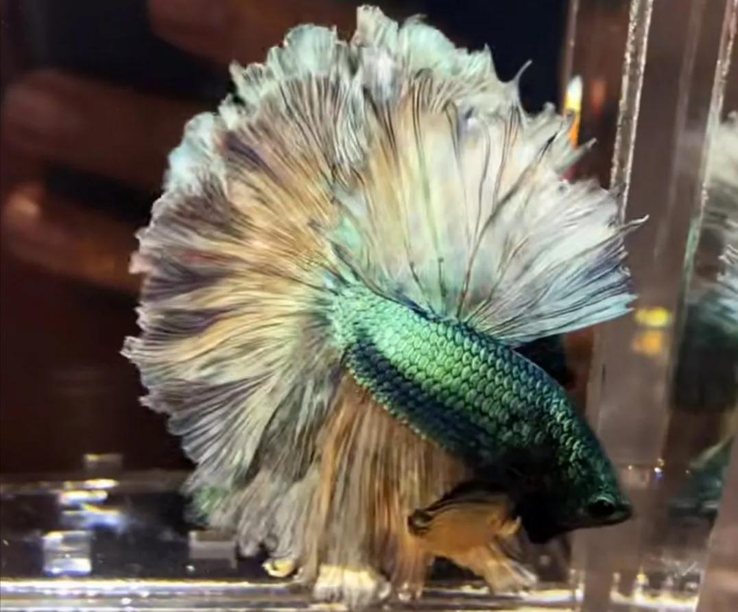 泰国斗鱼vs泰国斗鱼,泰国斗鱼和中国斗鱼为什么不一样