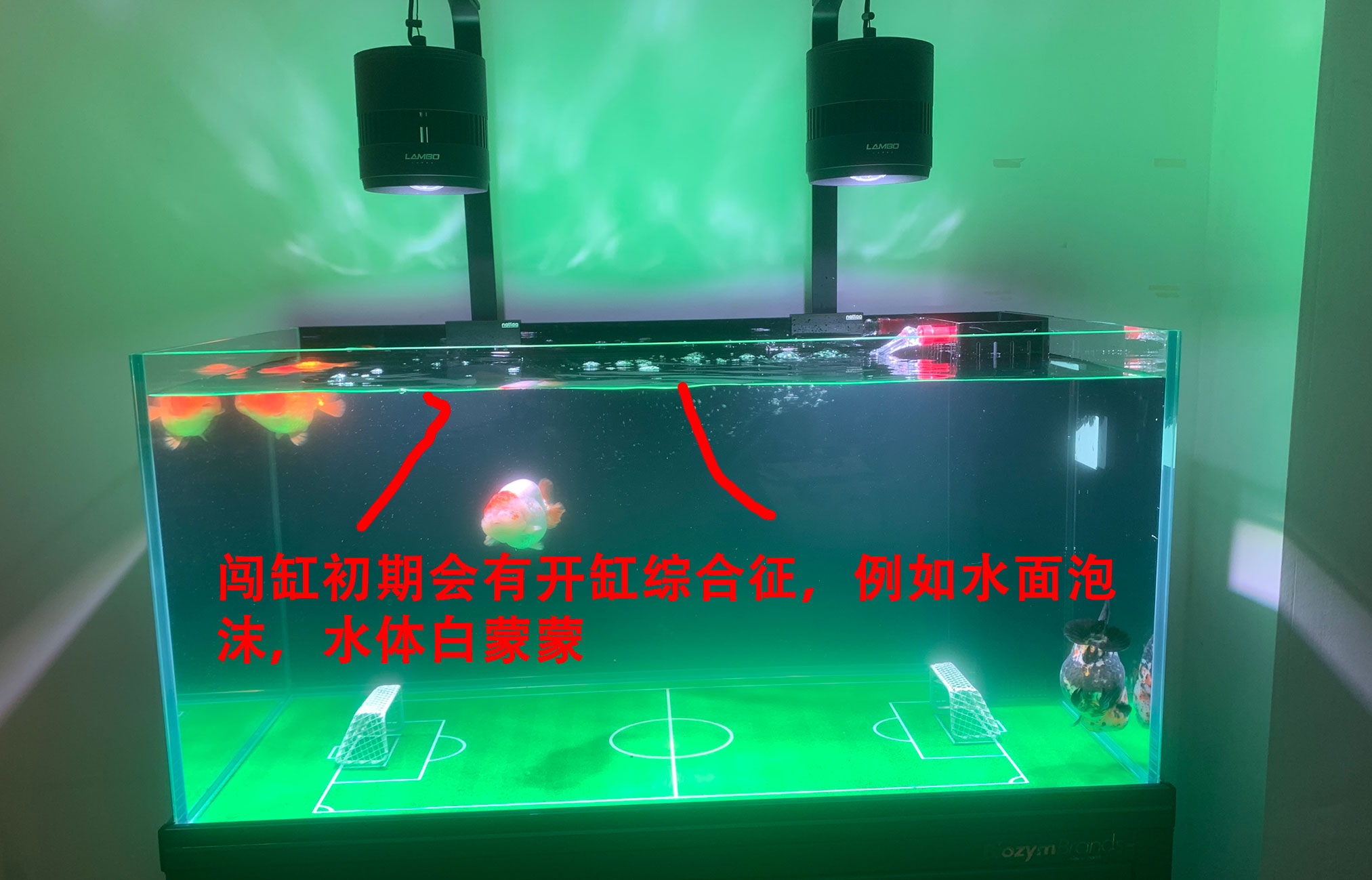 养鱼一定要开缸吗,新手养鱼开缸教程合集