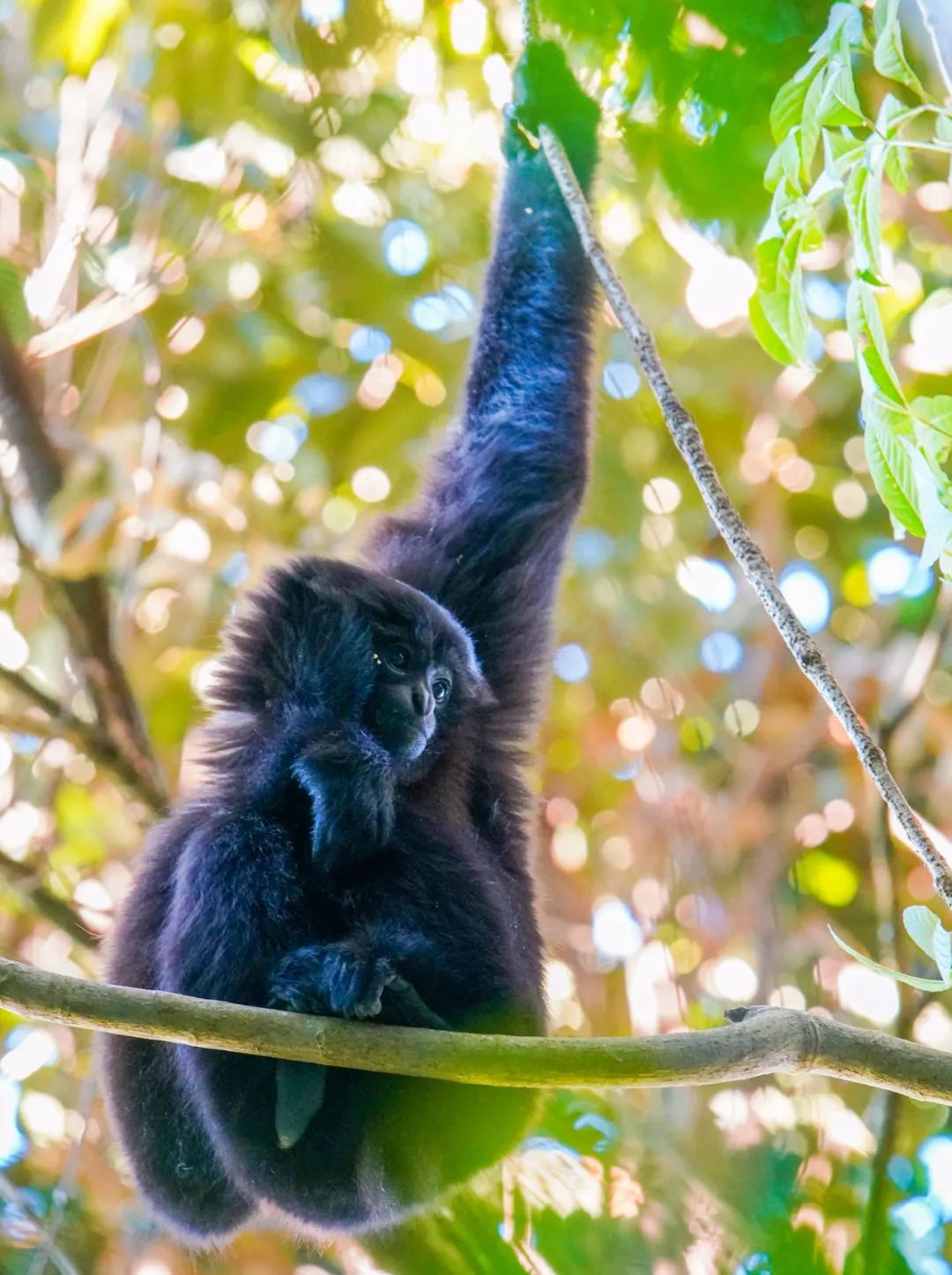 云南新发现一处高黎贡“白眉大侠”的家园