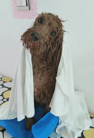 狗狗“怀孕”啦，快这样照顾它