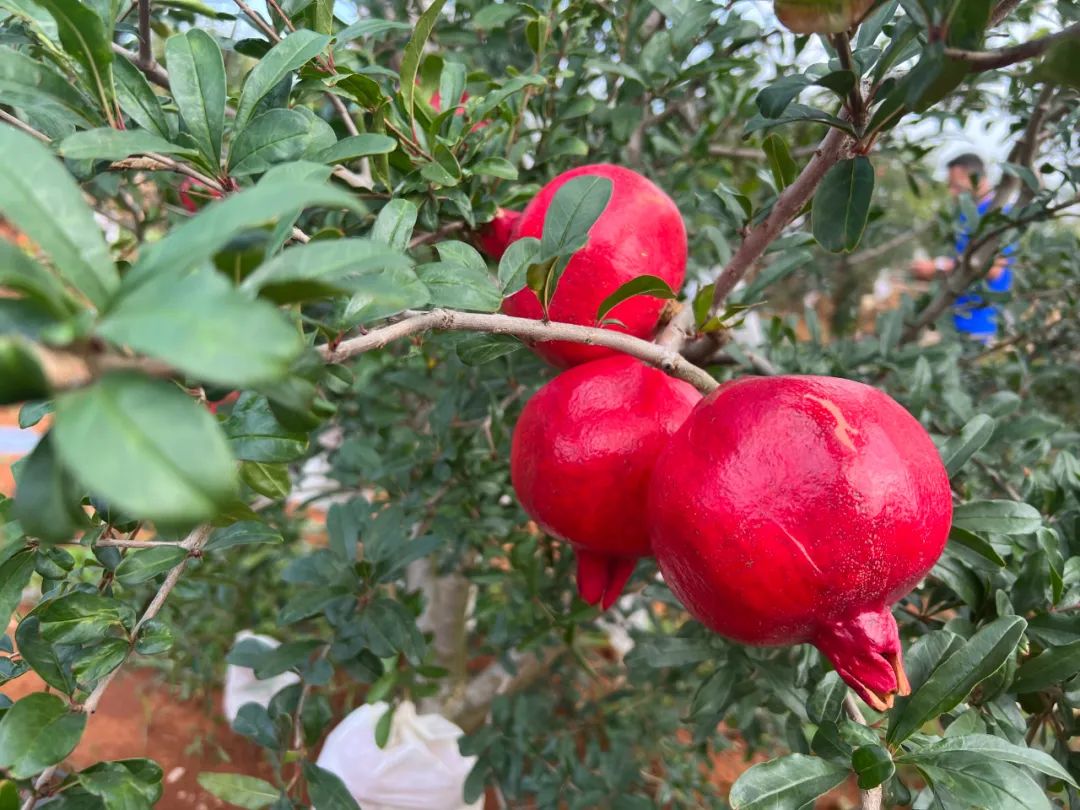 当我请出秋天的“顶榴”，阁下该如何应对？