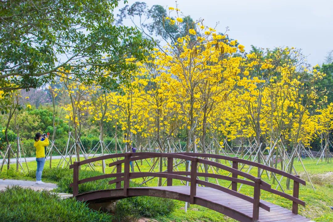 深圳淘金山绿道公园攻略,深圳淘金山绿道风景视频