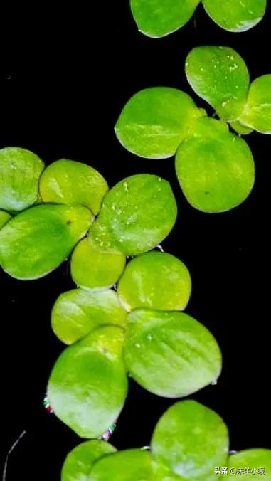 最美的手机壁纸大全,养眼养心的壁纸