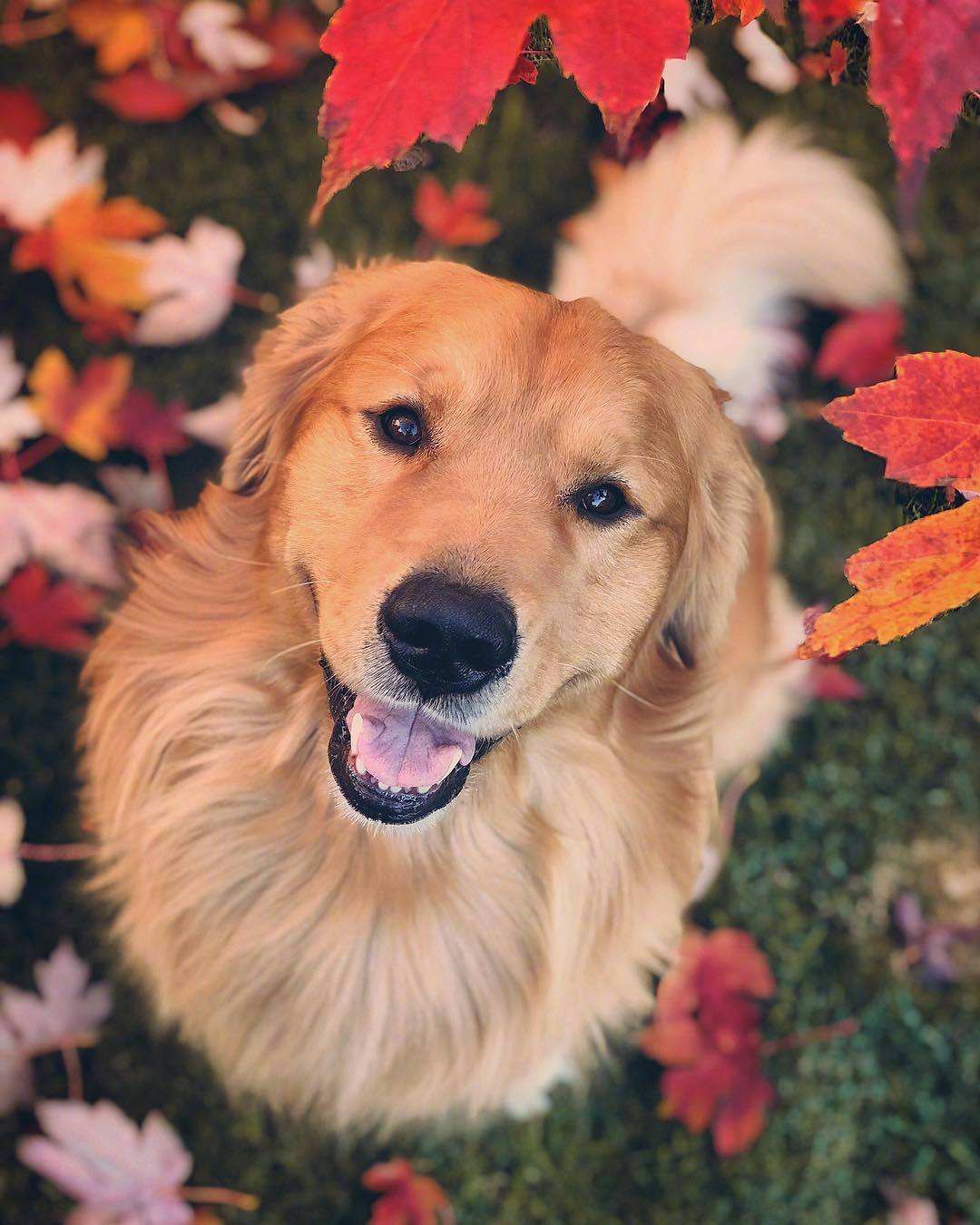 十二星座最像什么狗狗,12星座命中注定的狗狗