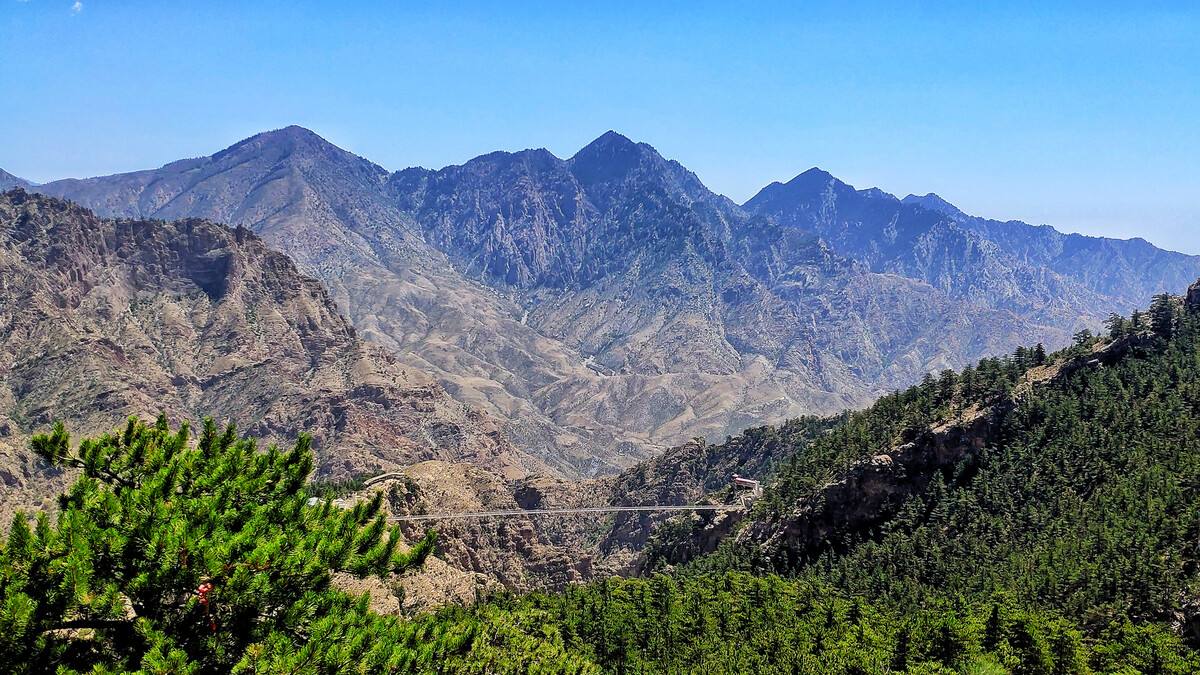 疯狂蝎子,疯狂的蝎子