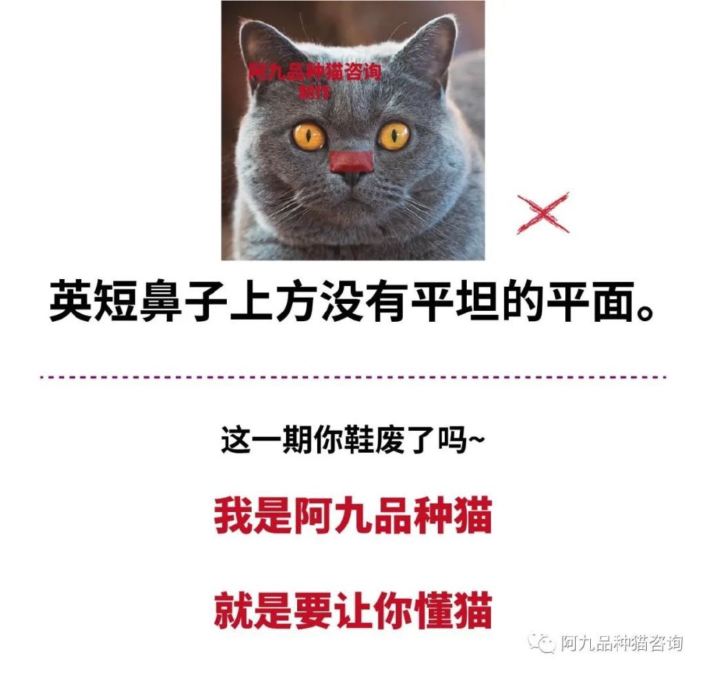 英短幼猫什么样的嘴型好,英短鼻子黑色和粉色有什么区别