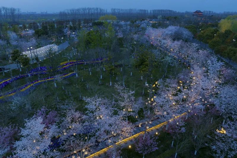 东湖樱花春色满园,发现绝美樱花