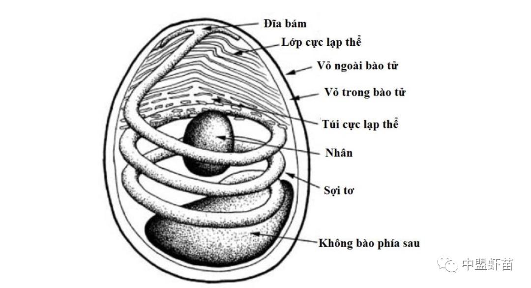 微孢子虫亚门,水产养殖微孢子虫