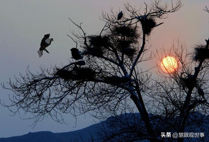 中高考必考古诗词,中高考必背古诗词朗诵