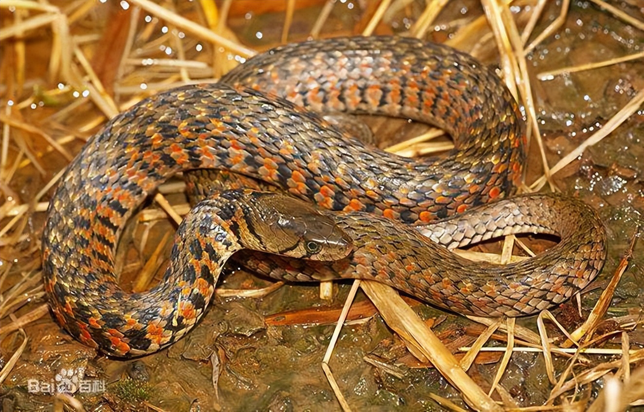 中国境内蛇类大全，11种（Ⅶ），恐蛇者勿入！
