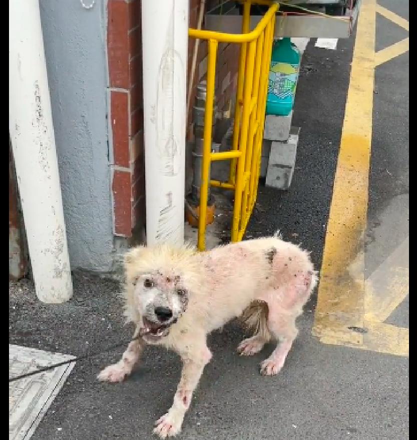 狗狗多次被弃养自卑,狗狗被领养后又接了回去