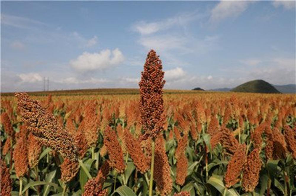 真全粮蒸酒教学,最新酿高粱酒设备酿造全过程