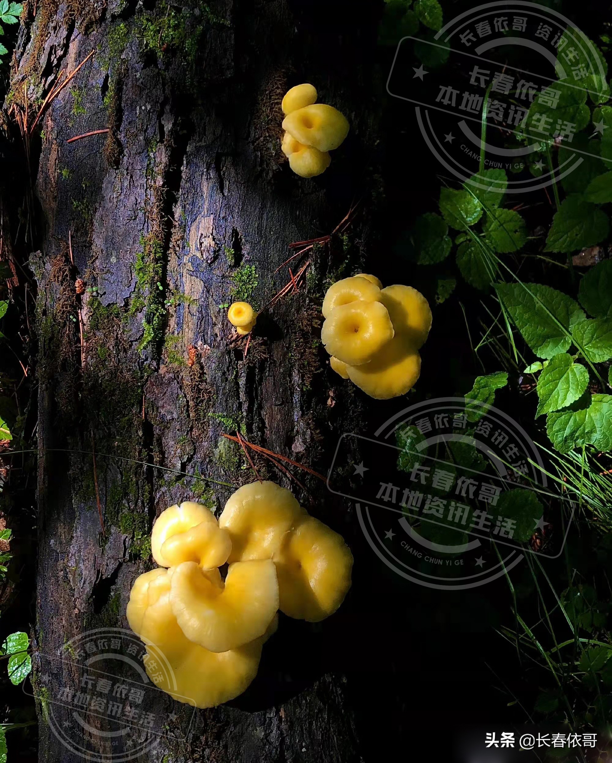 长白山脉的野山珍红蘑,纯天然大山里的野生菌类榛蘑