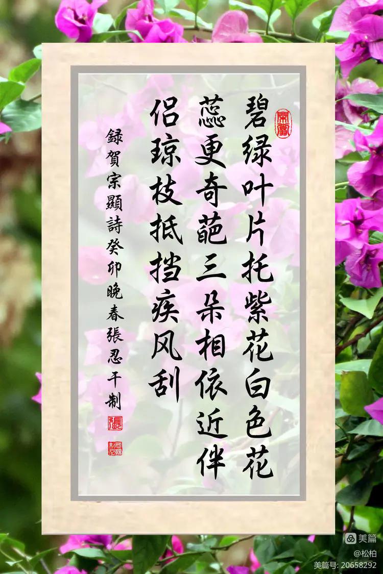 【松柏】（十四）潜情三角梅