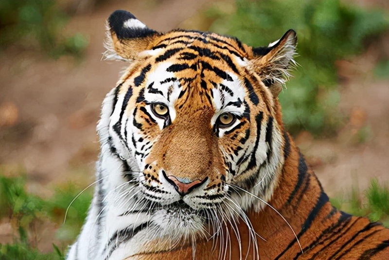 大大小小的动物为什么都害怕老虎,为什么动物第一次见老虎会被吓尿