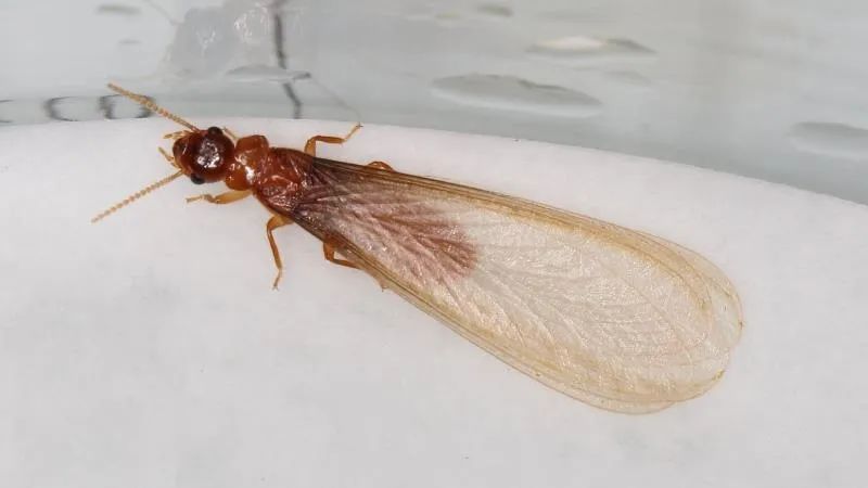 上海白蚁最新通报,最新上海遇白蚁事件