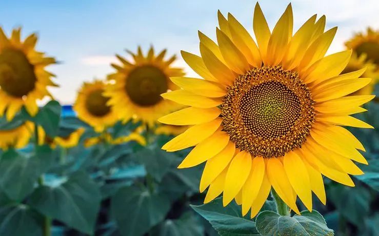 向日葵花是向着太阳开吗,为什么向日葵朝着太阳开花