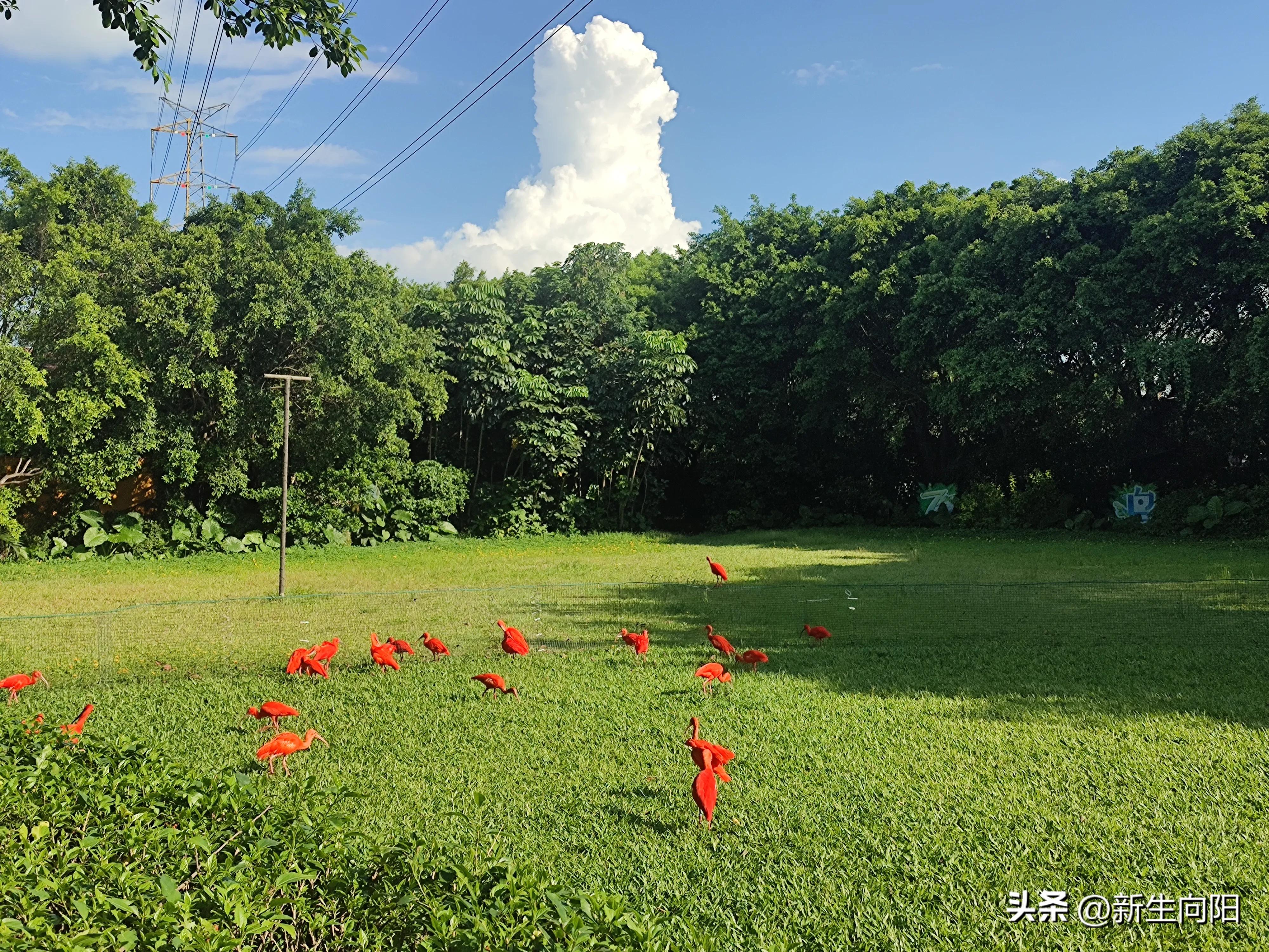 长隆野生动物园两大一小,长隆野生动物园一家三口