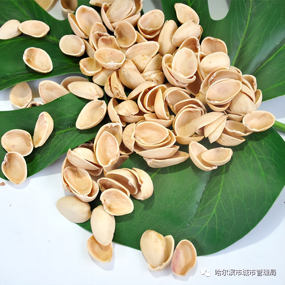 开心果果壳,开心果果壳有什么用