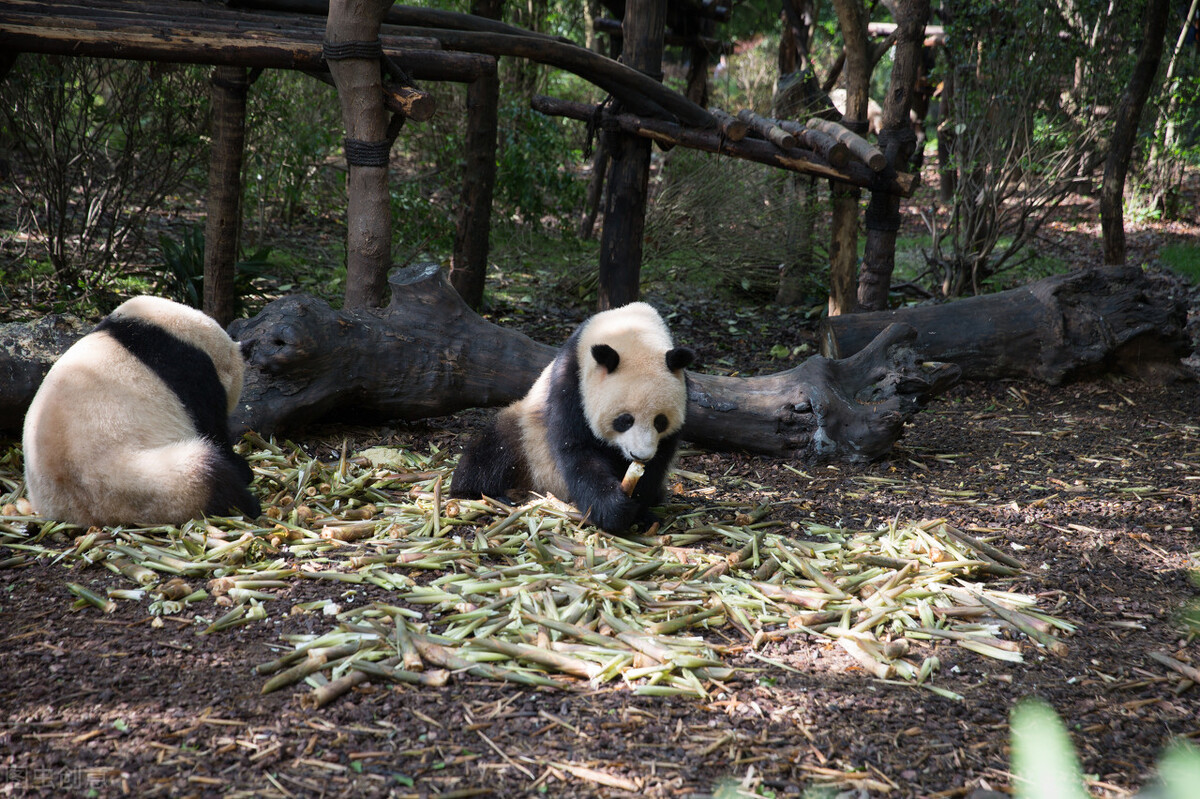 世界60个国家的珍稀国宝,100个国家国宝动物