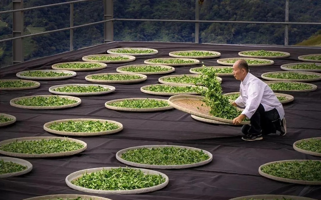 碎银子茶是煮着喝还是泡着喝,碎银子茶化石功效与作用禁忌