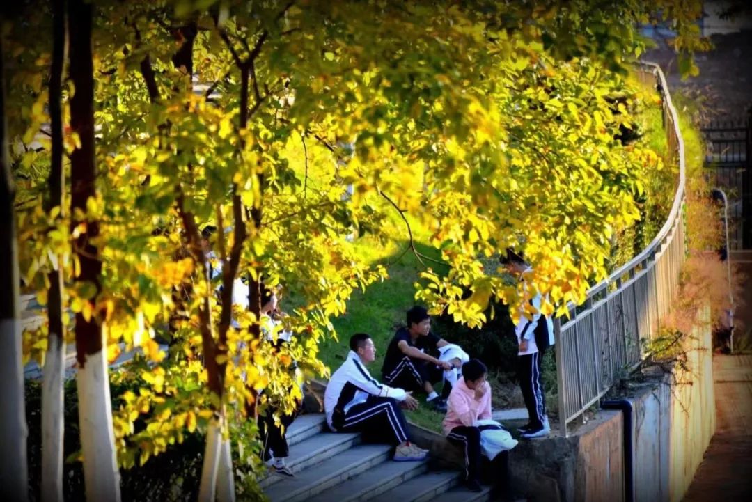秋季限定|昆明九所学校，送你诗意校园里的一抹金
