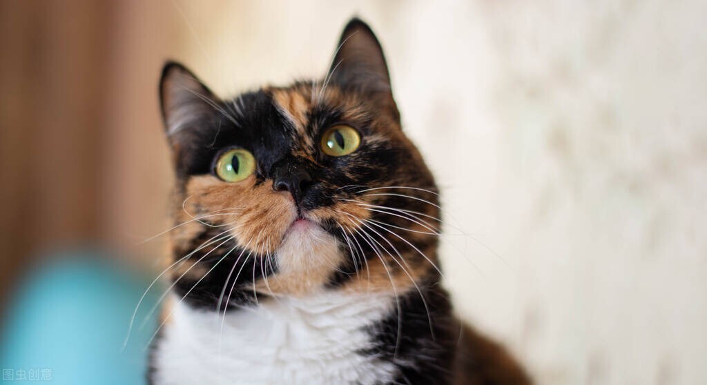 猫咪眼角发炎外翻,猫咪眼睑红肿外翻怎么手术