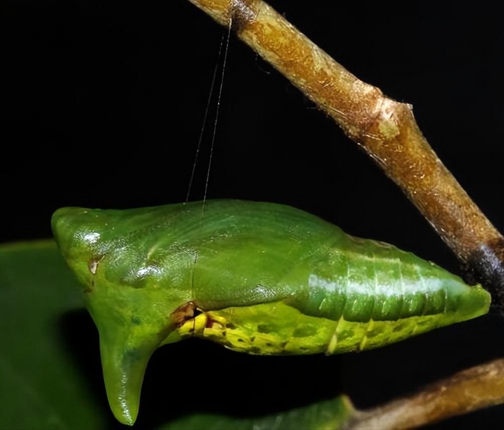 极其罕见！江西首现活体“牢底坐穿蝶”雌蝶，1只为何价值百万？