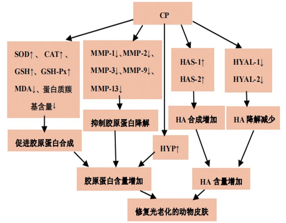 美人心计有讲护肤知识的吗,美人新计