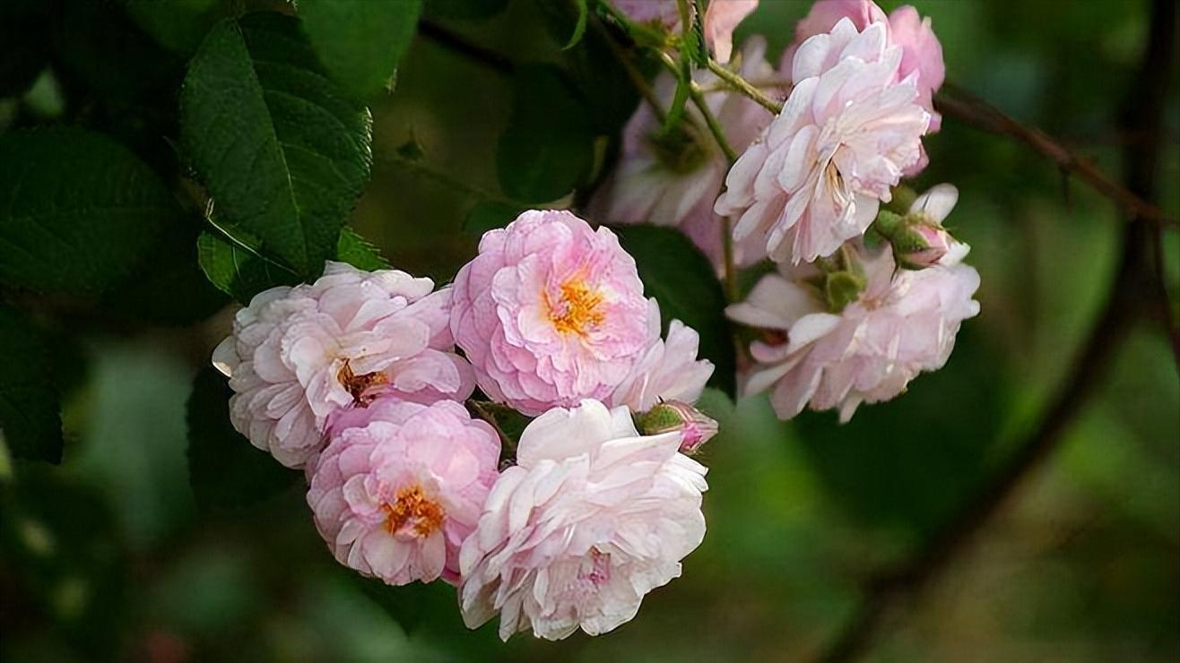 面对瞧不起你的人，最好的反击是这样的