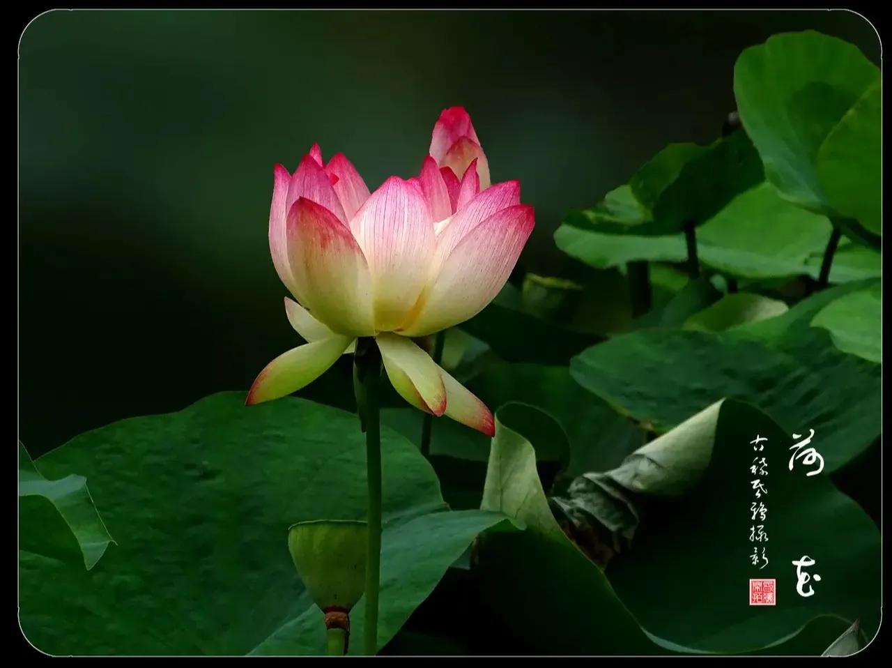 写荷花最经典的古诗词,古诗词中荷花的意象