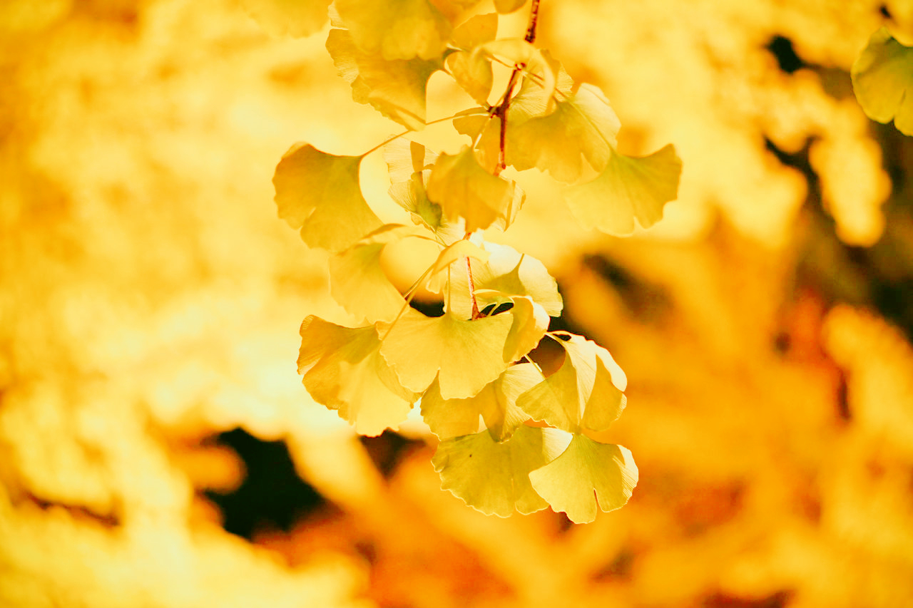 银杏树价格一落千丈,银杏果的价格90年代