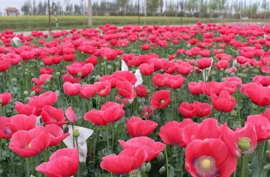 错把*粟罂**当“良药”迷信偏方来“治病”