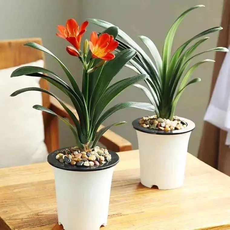 君子兰开完花没有花杆怎么处理,冬天君子兰没根怎么发根