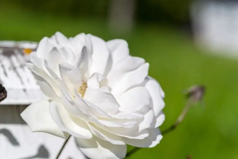 宾得新款16-50评测,宾得镜头18-135样片测评