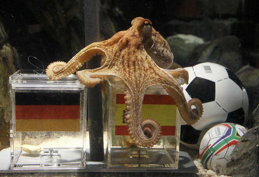 章鱼到底是地球生物还是外星生物,章鱼是外星生物竟然有三颗心脏