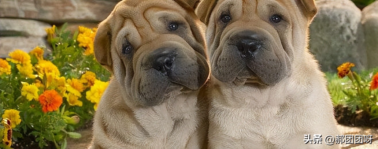 农村土狗从来没见过主人,现在农村已经没有纯种的土狗了