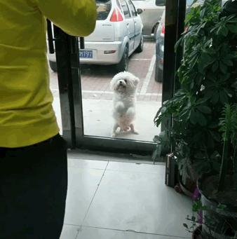 没救了，我家傻狗以为是我“亲生”的