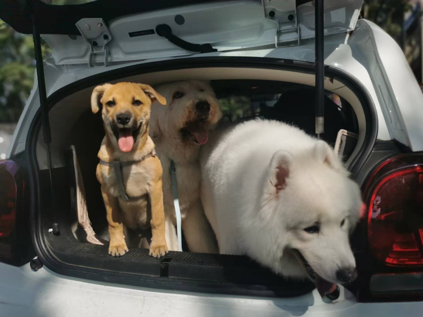 双11大型犬狗粮攻略,双11田园犬粮