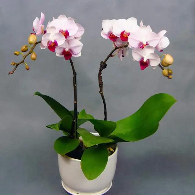 最美的100种兰花图片,欣赏一下最美的兰花